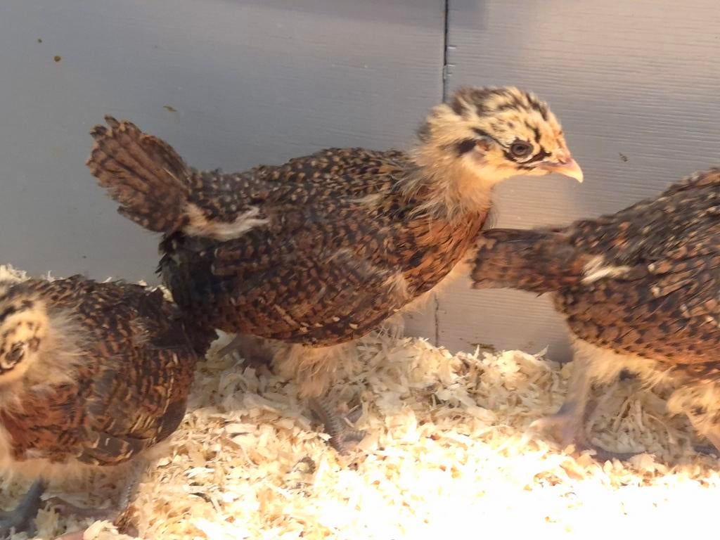 Friese hoen kriel roodpel, Dieren en Toebehoren, Pluimvee, Geslacht onbekend, Kip