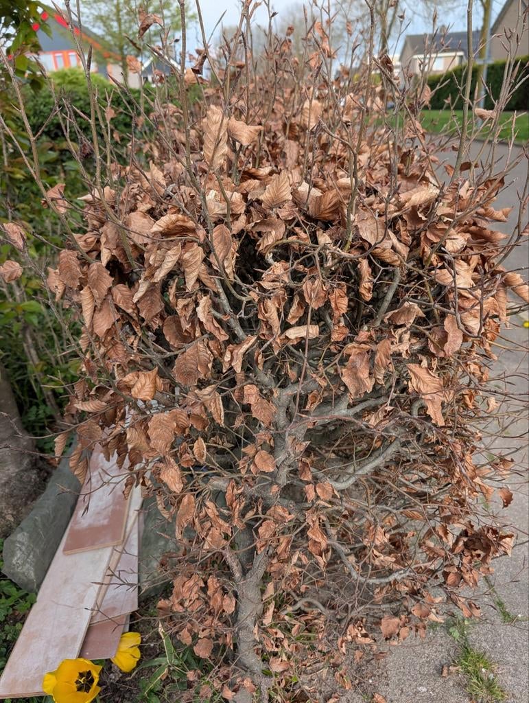 Berkenhaag (8m) en Viburnum haag (6m) gratis af te halen, Tuin en Terras, Planten | Tuinplanten, Ophalen, Overige soorten, Halfschaduw