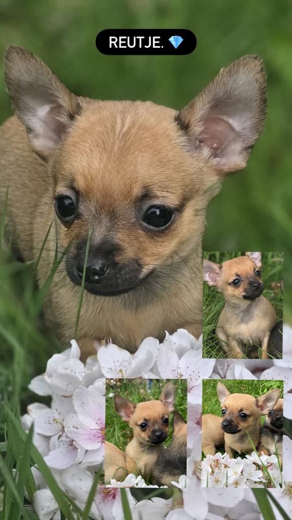 Chihuahua puppy te koop., Reu, Meerdere, Chihuahua, Nederland