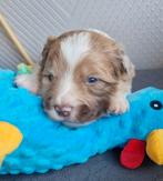 3 Mooie border collie pups, Dieren en Toebehoren, 8 tot 15 weken, Collie, Meerdere, Meerdere dieren