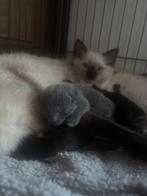 Superschattige, mooie kittens, Dieren en Toebehoren, Katten en Kittens | Raskatten | Langhaar, Geslacht onbekend, Ontwormd, 0 tot 2 jaar