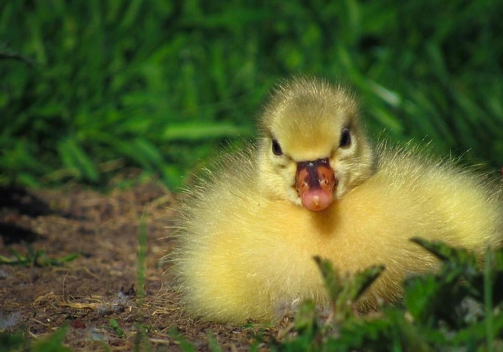 Schattige kleine grauwe ganzen kuikentjes te koop, Meerdere dieren, Gans of Zwaan