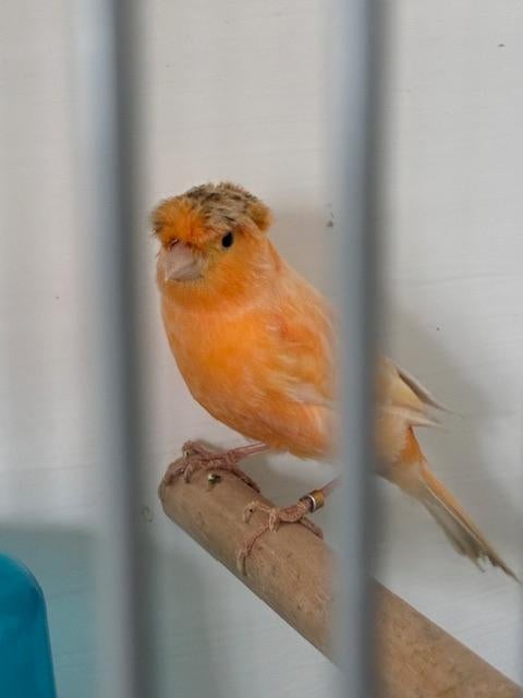 Oranje kuifkanarie, Gloster Kanarieman, Dieren en Toebehoren, Mannelijk, Kleurkanarie