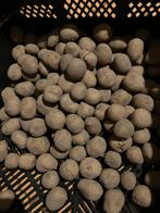 Pootaardappelen, Parel, Frieslander, Agria,, Ophalen of Verzenden, Minder dan 100 cm