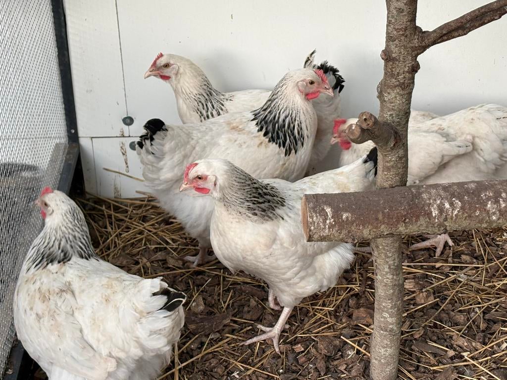 Jonge sussex kippen - kippen - legkip, Dieren en Toebehoren, Pluimvee, Vrouwelijk, Kip