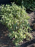 Salie (Salvia officinalis Purpurascens) groenblijvende plant, Ophalen of Verzenden, Overige soorten, 100 tot 250 cm