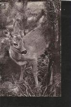 Nunspeet, Camping De Witte Wieven, Ophalen of Verzenden, 1960 tot 1980, Gelopen, Gelderland