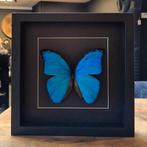 Morpho didius vlinder in luxe zwarte lijst, Ophalen of Verzenden, Nieuw, Insect, Opgezet dier