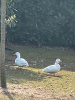 Kwaker mannetje wit, Mannelijk, Eend