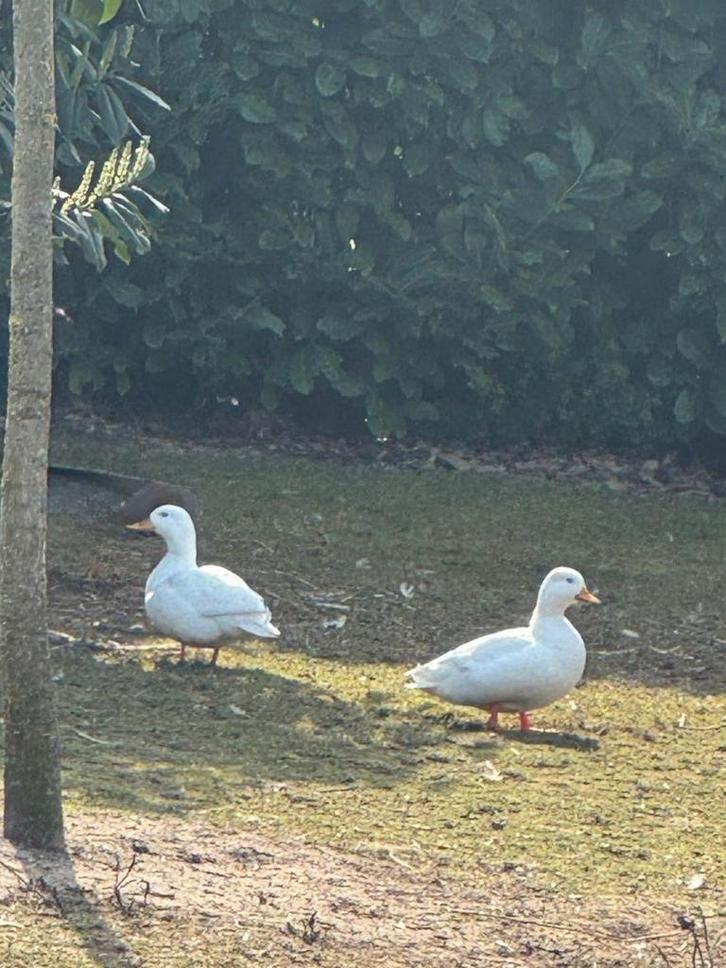 Kwaker mannetje wit, Dieren en Toebehoren, Pluimvee, Eend, Mannelijk