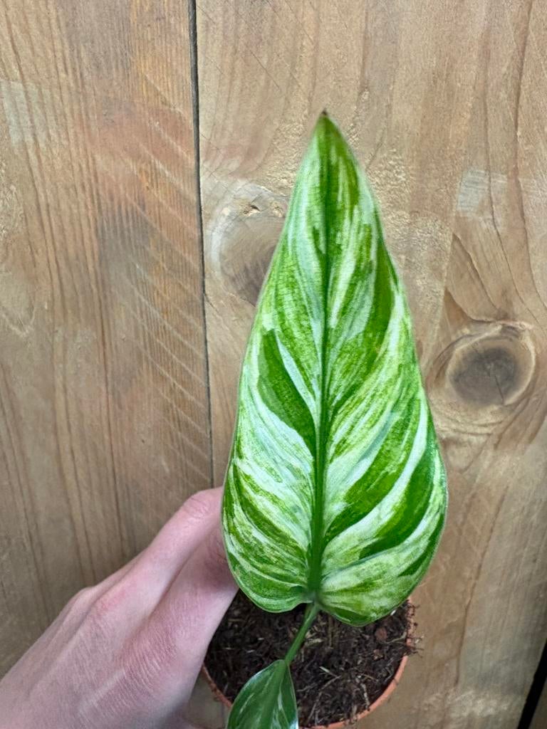 Strelitzia reginae plant albo white wit mint devil variegata, Huis en Inrichting, Ophalen of Verzenden, Halfschaduw, Minder dan 100 cm