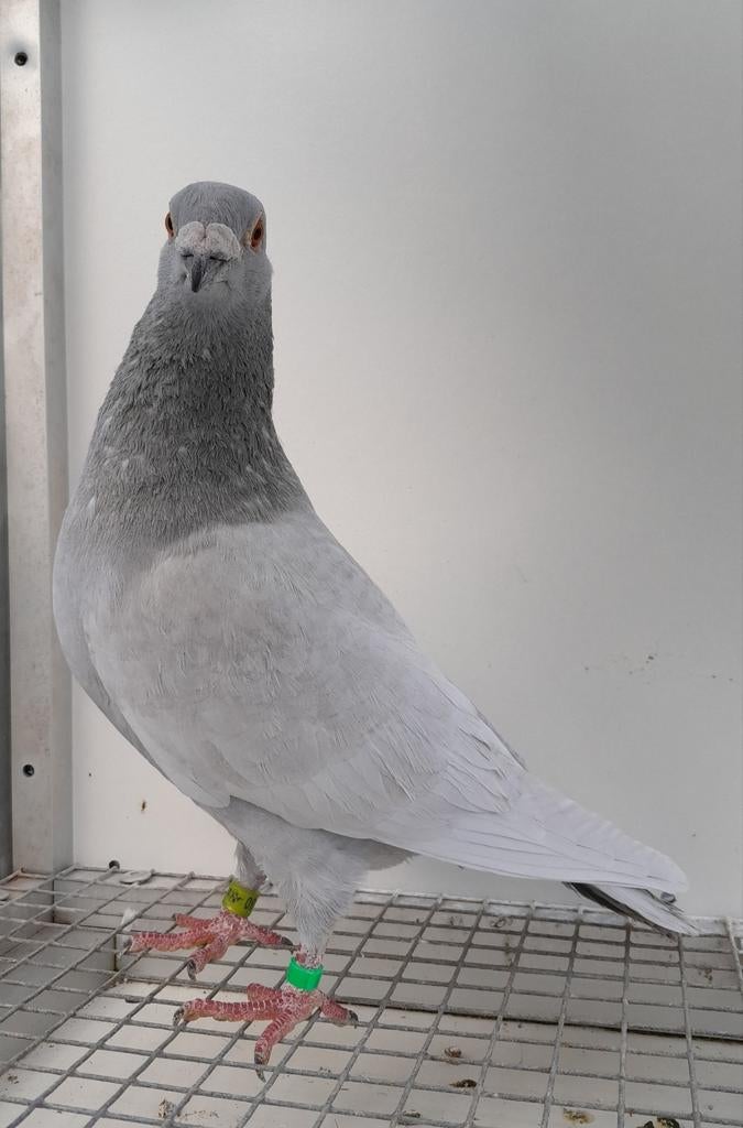 Postduif kleurpostduif kleurpostduiven, Dieren en Toebehoren, Mannelijk, Postduif