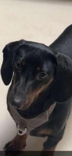 Teckel- IVM GROTE AANTAL REACTIES NIET IEDEREEN PB, Standaard, CDV (hondenziekte), 1 tot 2 jaar, Korthaar