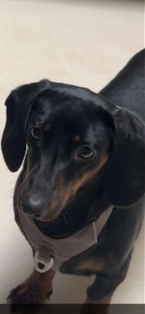 Teckel- IVM GROTE AANTAL REACTIES NIET IEDEREEN PB, Dieren en Toebehoren, Honden | Teckels en Dashonden, Teef, Korthaar, Standaard