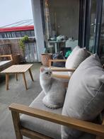 Britse Korthaar op zoek naar een nieuw huisje, Dieren en Toebehoren, Kater, Gechipt, 3 tot 5 jaar