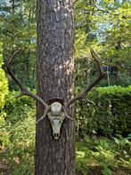 Mooi Groot Herten Gewei Jacht Trofee Mancave Jagen c43, Ophalen, Gebruikt, Hert, Gewei of Kop