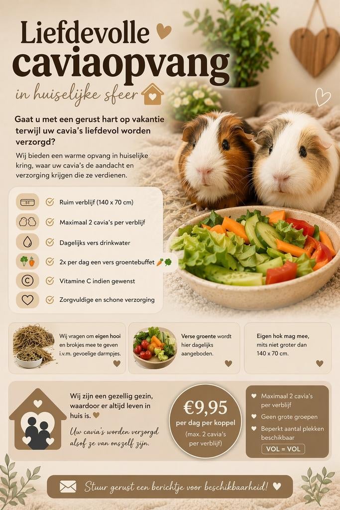 Cavia opvang in huiselijke sfeer, Ophalen of Verzenden, Overige typen