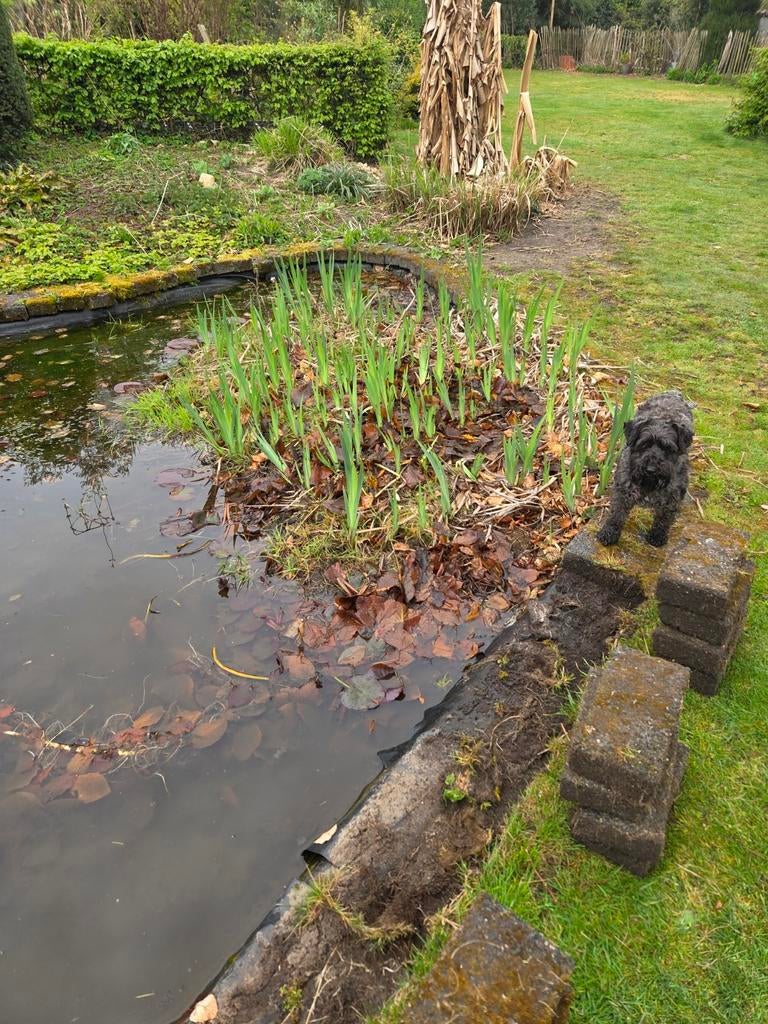 Stenen en vijverplanten, Tuin en Terras, Vijvers, Ophalen