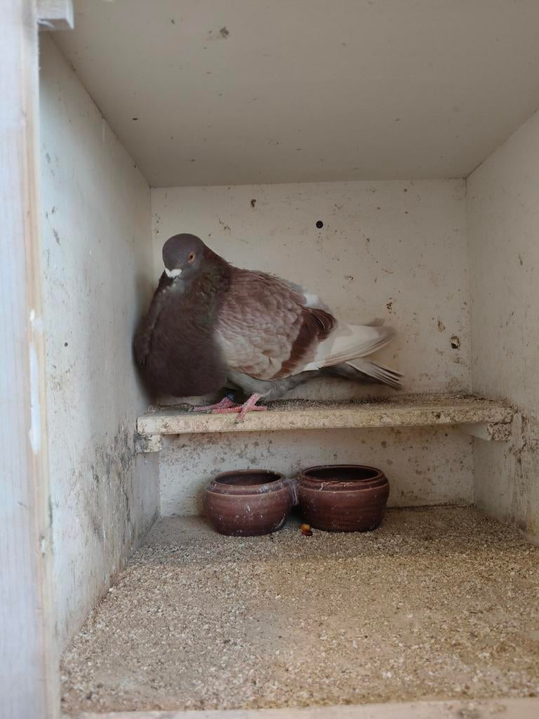 Korte duif, Dieren en Toebehoren, Vogels | Duiven, Vrouwelijk, Kropper