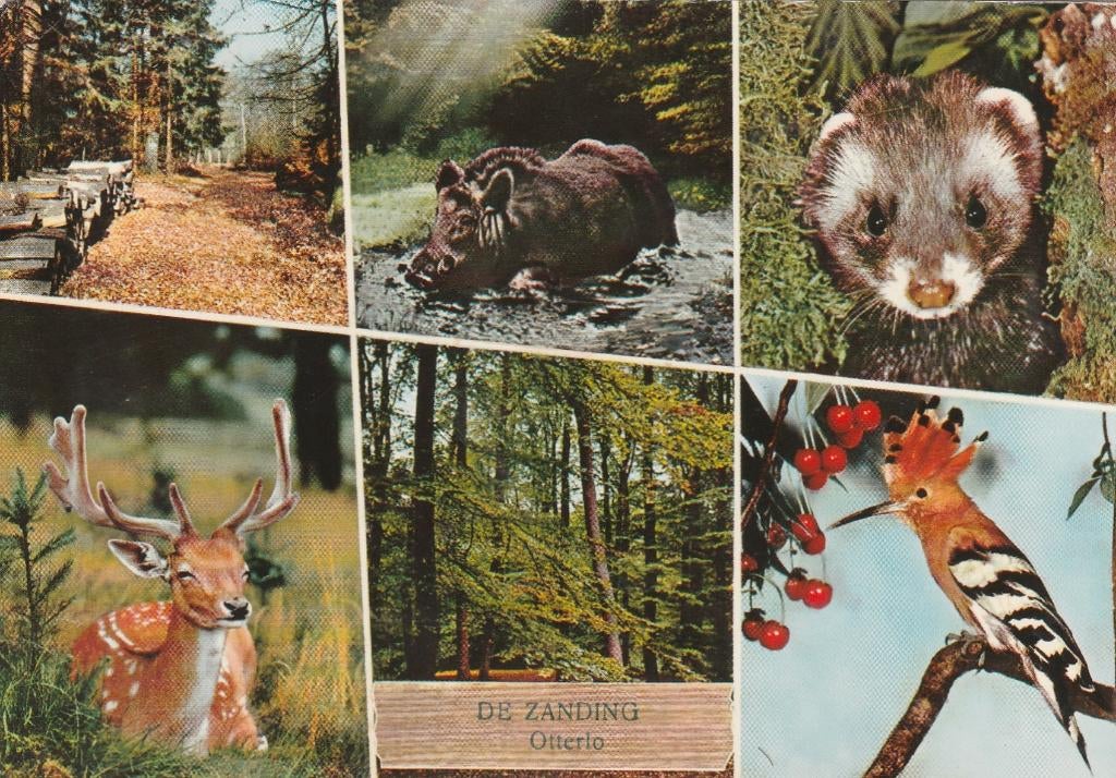 OTTERLO De Zanding  Recreatiepark, Verzenden, 1960 tot 1980, Gelopen, Gelderland