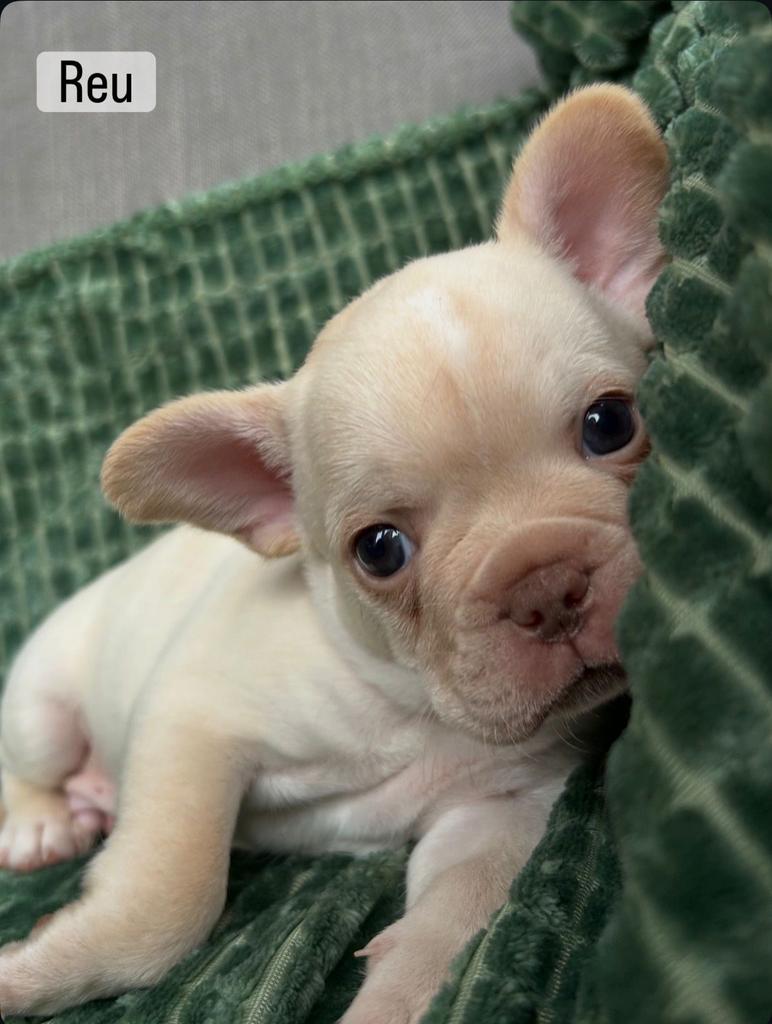 Franse buldog, Dieren en Toebehoren, België, Fokker | Hobbymatig, 8 tot 15 weken, Parvo