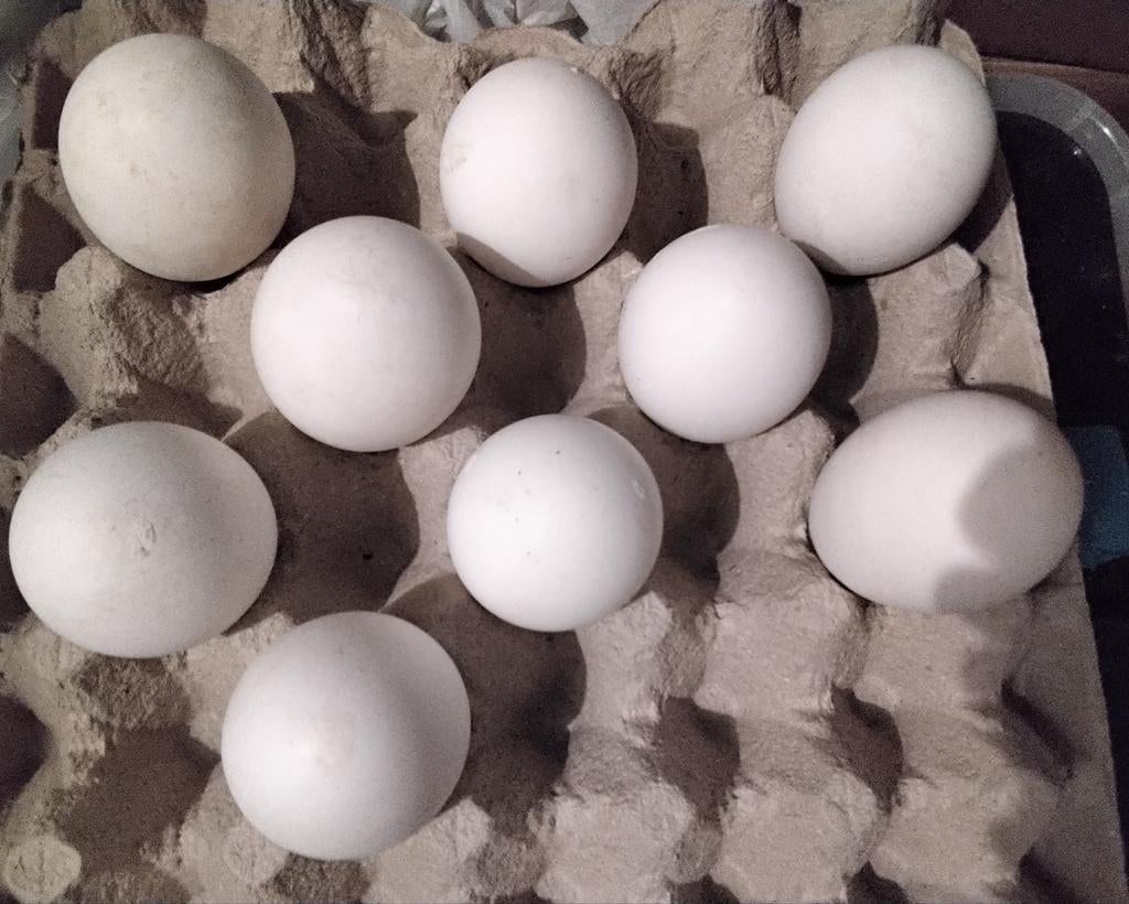 Ganzeneieren  te koop, Ophalen, Drinken en Voederen