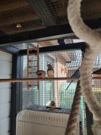 Zebravinken 2025, Dieren en Toebehoren, Meerdere dieren