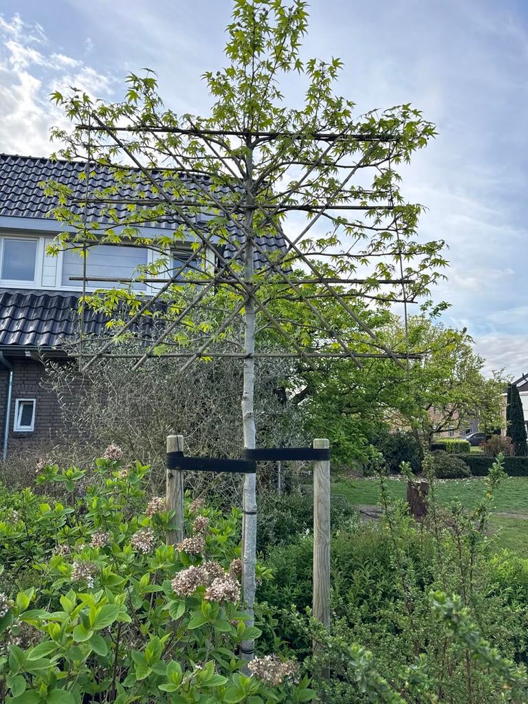 Leiboom Liquidambar, Leiboom, Lente, 250 tot 400 cm, Ophalen