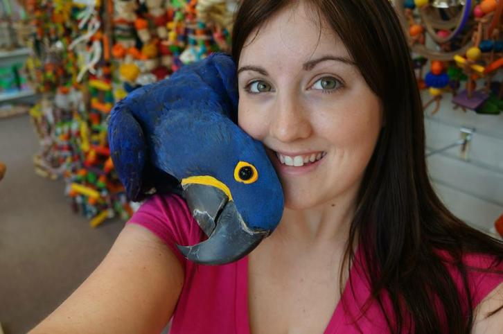 hyacinth arad, Dieren en Toebehoren, Vogels | Parkieten en Papegaaien, Papegaai, Meerdere dieren, Pratend, Tam, Geringd