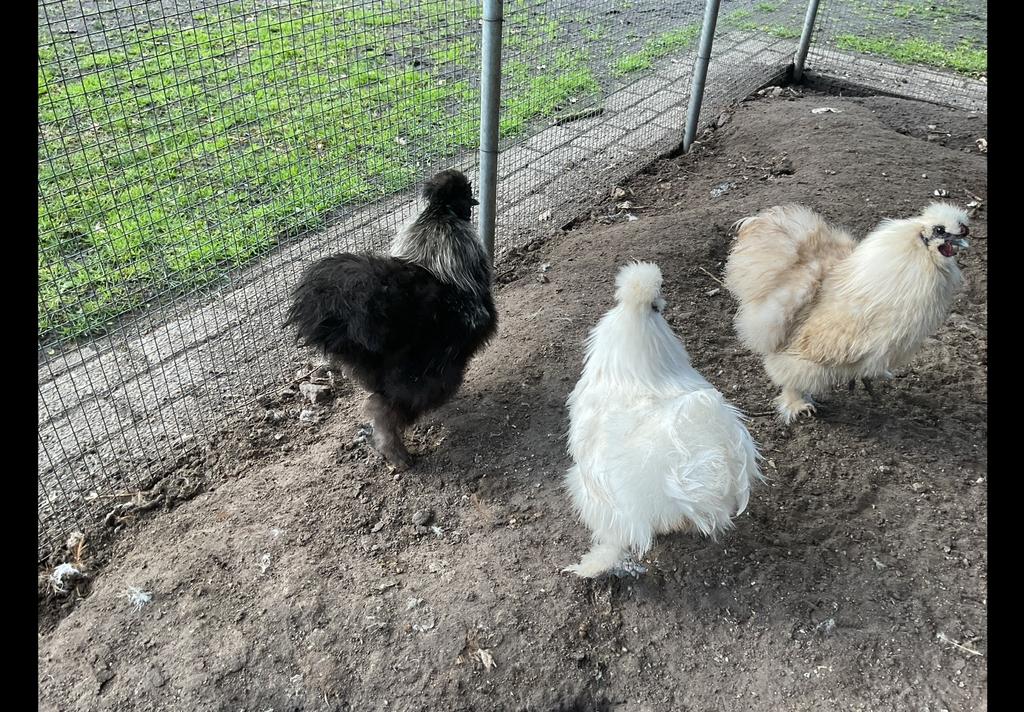 Te koop: zijdehoender haantjes, Dieren en Toebehoren, Pluimvee, Mannelijk, Kip