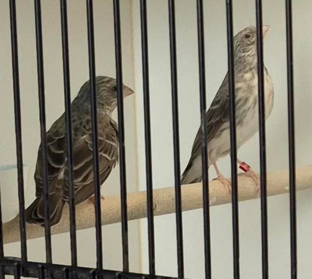 Koppeltje Witstuit Edelzangers, Dieren en Toebehoren, Vogels | Overige Vogels, Meerdere dieren