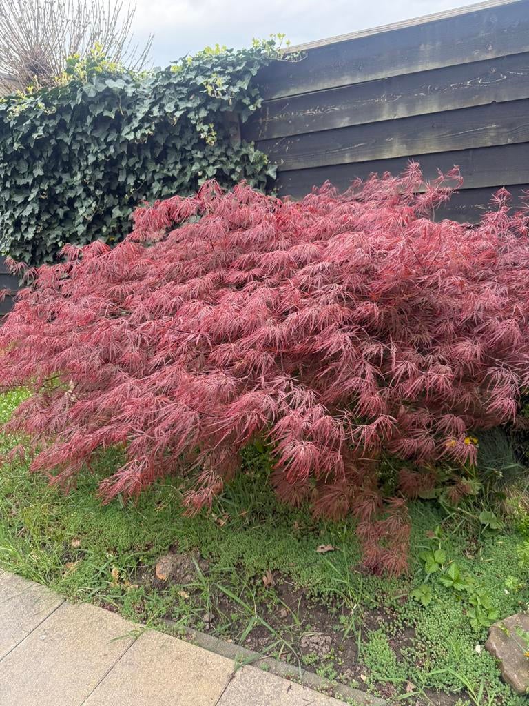 Japanse Esdoorn struik, Tuin en Terras, Planten | Bomen, Ophalen, Bloeit niet, Halfschaduw, Overige soorten