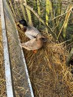 kwakers kwaker kwakereenden, Meerdere dieren, Eend