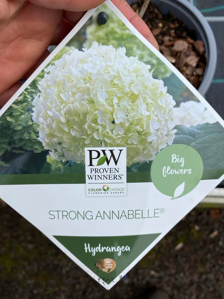 Hortensia Strong Annabelle - Grote witte bloemen, Tuin en Terras, Vaste plant, Halfschaduw, Zomer, Ophalen