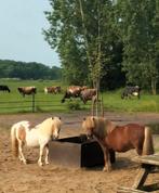 Aangeboden Shetland en mini pony ruintjes, Dieren en Toebehoren, Pony's, Met stamboom, Ruin, A pony (tot 1.17m), 3 tot 6 jaar