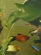 Jonge Platy's Wagtails, Vis