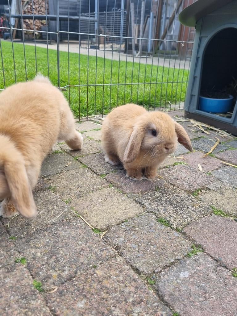 Minilop baby, Dieren en Toebehoren, Mannelijk, Dwerg, Hangoor, 0 tot 2 jaar