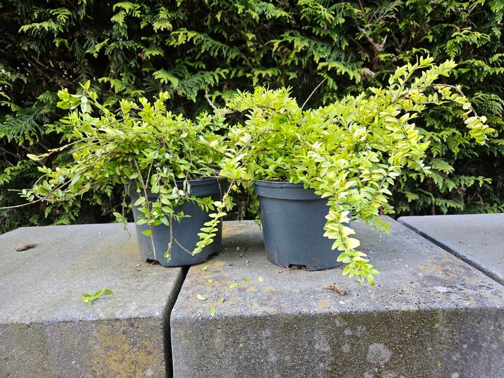 Lonicera nitida 'lemon Beauty', Bodembedekkers, Vaste plant, Ophalen of Verzenden, Bloeit niet