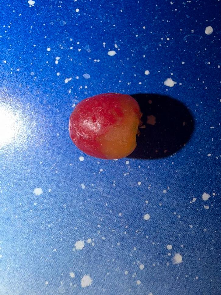 Barbie vintage appel van was, Verzamelen, Poppen, Accessoires, Ophalen of Verzenden