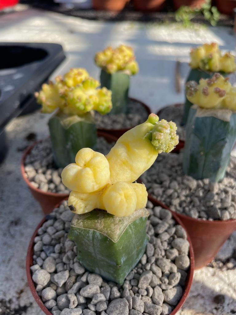 Echinopsis Longiflora Monstruosa Variagata. Potmaat 8,5cm, Huis en Inrichting, Kamerplanten, Minder dan 100 cm, Bloeiende kamerplant