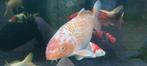 koi te koop 2stuks, Dieren en Toebehoren, Karper of Koi