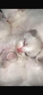 Ragdoll kittens met stamboom – geregistreerde cattery, Meerdere dieren, Ontwormd