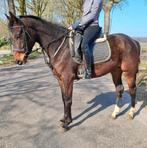 Brave talentvolle 6 jr allrounder 1,62 mtr-recr-manege-sport, Dieren en Toebehoren, Paarden, Merrie, 3 tot 6 jaar, 160 tot 165 cm