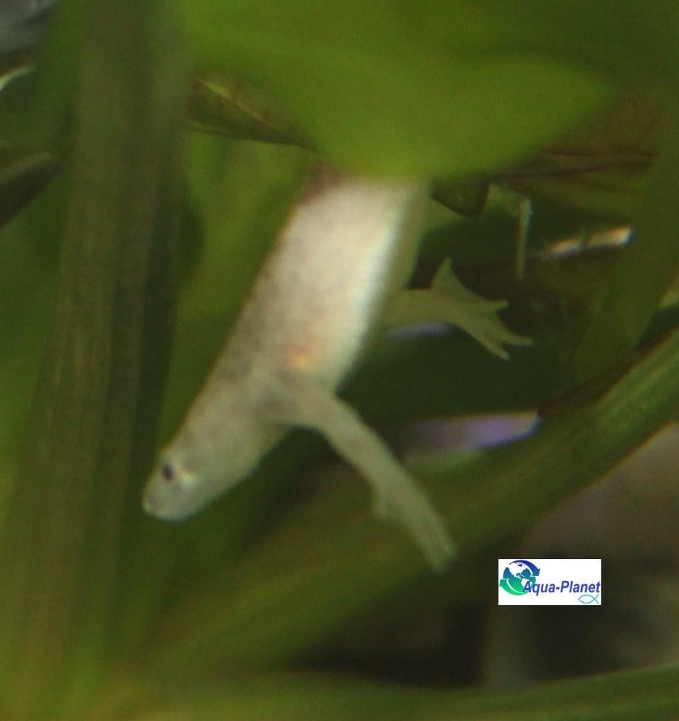 Dwergklauwkikker "Albino", Vis, Zoetwatervis
