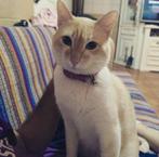 MJM Dogs Foundation: Adan, Dieren en Toebehoren, Kater, Kortharig, 6 jaar of ouder