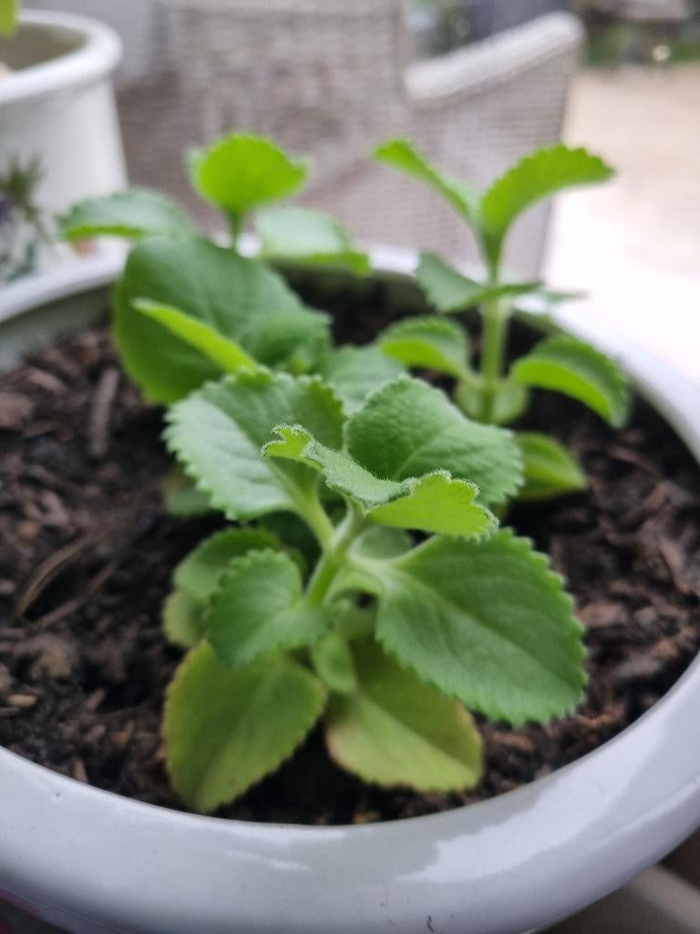 Organische Cubaanse Oregano Levende kamerplant, stek, Overige soorten, In pot, Minder dan 100 cm, Groene kamerplant