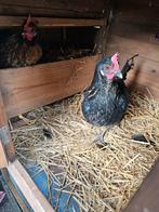 Kippen hok met rijdende bak (inclusief 2 kippen), Dieren en Toebehoren, Ophalen of Verzenden, 90 cm of meer, Hok, 110 cm of meer