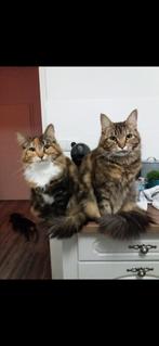 2 lieve maine coons, Dieren en Toebehoren, Poes, 6 jaar of ouder