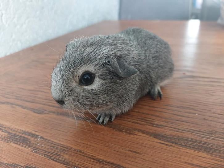 2 cavia beertjes, Dieren en Toebehoren, Knaagdieren, Mannelijk, Cavia, Maart, Tam