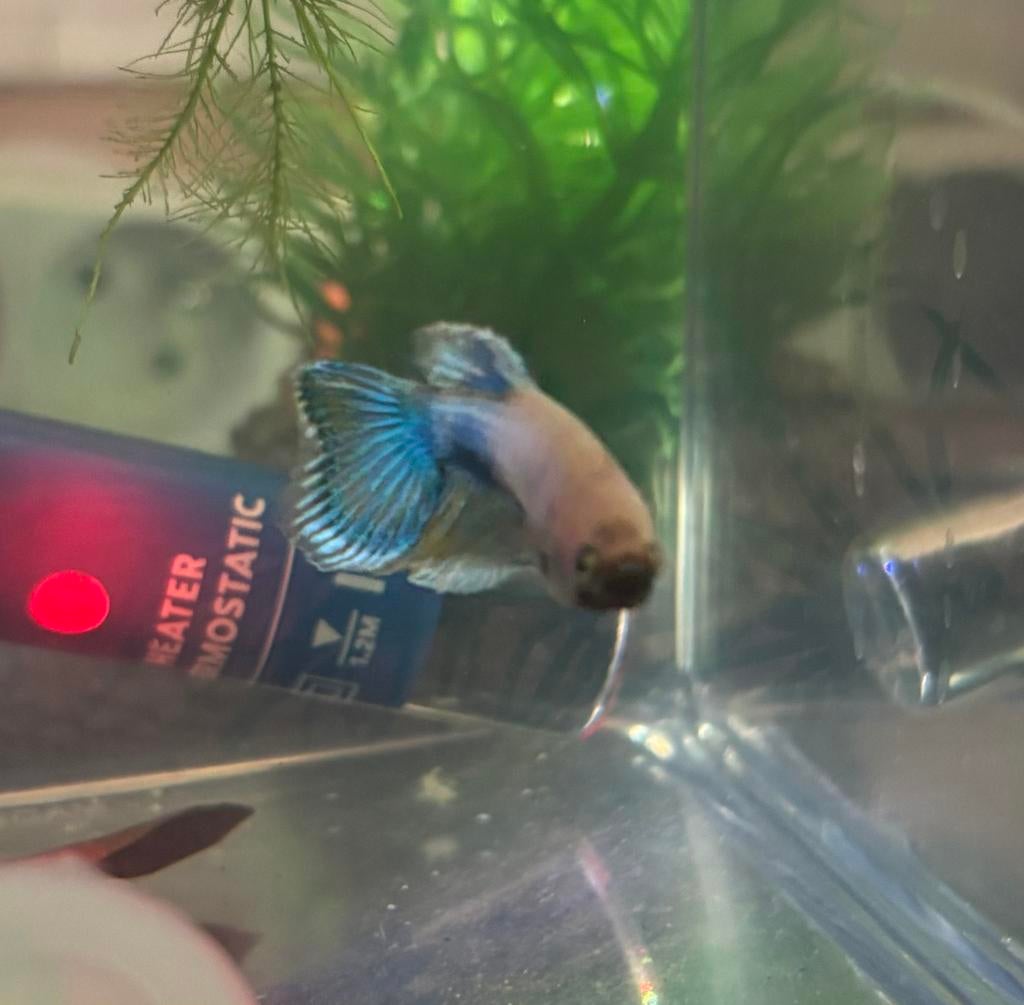 Zeldzame baby betta's eigen kweek, Dieren en Toebehoren, Vissen | Aquariumvissen, Vis